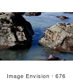 #676 Photo Of An Orange Starfish On A Rock