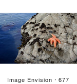 #677 Photograph Of An Orange Starfish On A Rock