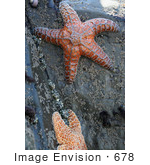 #678 Image Of Two Starfish On A Rock