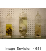 #681 Photograph Of Sea Creatures In Jars In A Museum