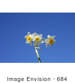 #684 Photograph Of Wild Daffodils Against The Blue Sky