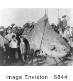 #6844 Black and White Stock Photo of People Standing by a Caught 3500 lb Sun Fish by JVPD
