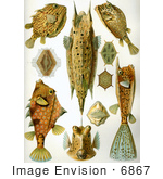 #6867 Ostraciidae Or Box Fish