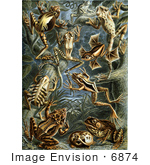 #6874 Ernst Haeckels Frogs