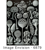 #6879 Mycetozoa, Slime Mould by JVPD