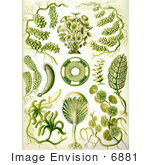 #6881 Chlorophyta, Green Algae by JVPD