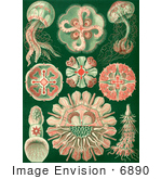 #6890 Jellyfish