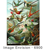 #6900 Trochilidae Hummingbirds