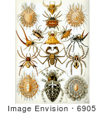 #6905 Arachnids by JVPD