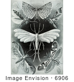 #6906 Tineida Moths