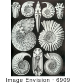 #6909 Ammonitida