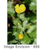 #693 Photograph Of Four Different Stages Of Buttercup Flowers