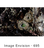 #695 Image Of Closed Sea Anemones At Low Tide