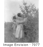 #7077 Stock Photograph Of Buffalo Berry Gatherers