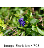 #708 Image Of A Wild Periwinkle Flower