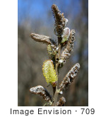 #709 Photo Of Pussy Willow Buds