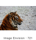 #721 Photo Of A Bengal Tiger Resting