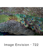 #722 Image Of Peacock Feathers