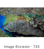 #723 Photograph Of The Feathers Of A Peacock