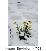 #751 Image Of Daffodils In Snow Jacksonville Oregon