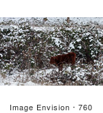 #760 Photo Of A Calf In Snow Ruch Oregon