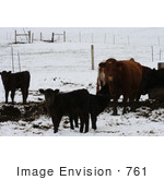 #761 Image Of Calves And Cow Bishop Creek Ruch Oregon