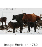 #762 Photograph Of Calves At Bishop Creek Ruch Oregon