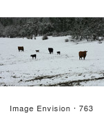 #763 Photograph Of Cattle In A Wintry Landscape