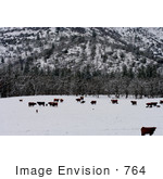 #764 Photo Of Cows In Snow At Bishop Creek Ruch Oregon