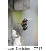 #7717 Image Of A Woodlice Spider Killing A Black Widow