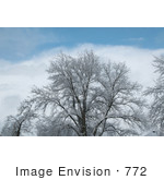 #772 Image Of A Snow Covered Tree In Winter