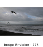 #778 Photography Of Gulls Flying At Brookings Beach Oregon