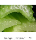 #79 Closeup Picture Of Celery Stalk