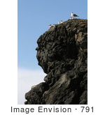 #791 Photography Of Seagulls At The Oregon Coast