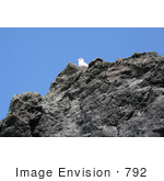 #792 Photography Of A Seabird On A Rock