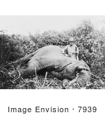 #7939 Picture of Roosevelt With Elephant He Just Killed by JVPD