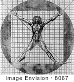 #8067 Picture Of The Vitruvian Man