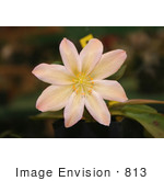 #813 Photo Of A Peach Colored Lewisia Tweedyi Flower