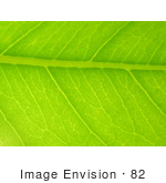 #82 Closeup Picture Of A Green Leaf