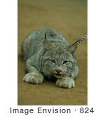 #824 Photography Of A Canada Lynx