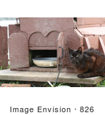 #826 Photography Of A Brownish Black Feral Cat