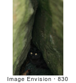 #830 Photography Of Black Cat Hiding In Jetty Rocks