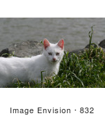 #832 Photography Of A White Feral Cat In Grass