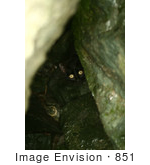 #851 Photography Of A Black Cat Hiding Behind Rocks