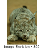 #855 Photography Of A Focused Canada Lynx