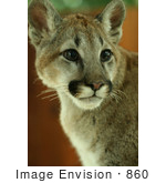 #860 Photo Of A Young Cougar Portrait