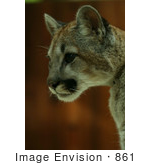#861 Photography Of A Teen Cougar Cat