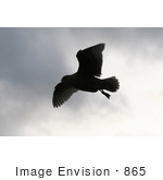 #865 Photography Of A Seagull Silhouette