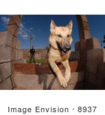 #8937 Picture Of A German Shepherd Dog Jumping