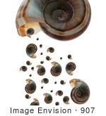 #907 Stock Image Of Brown Ramshorn Shells